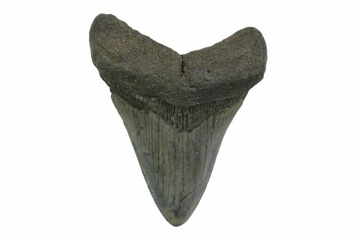 Fossil Megalodon Tooth - South Carolina #356843